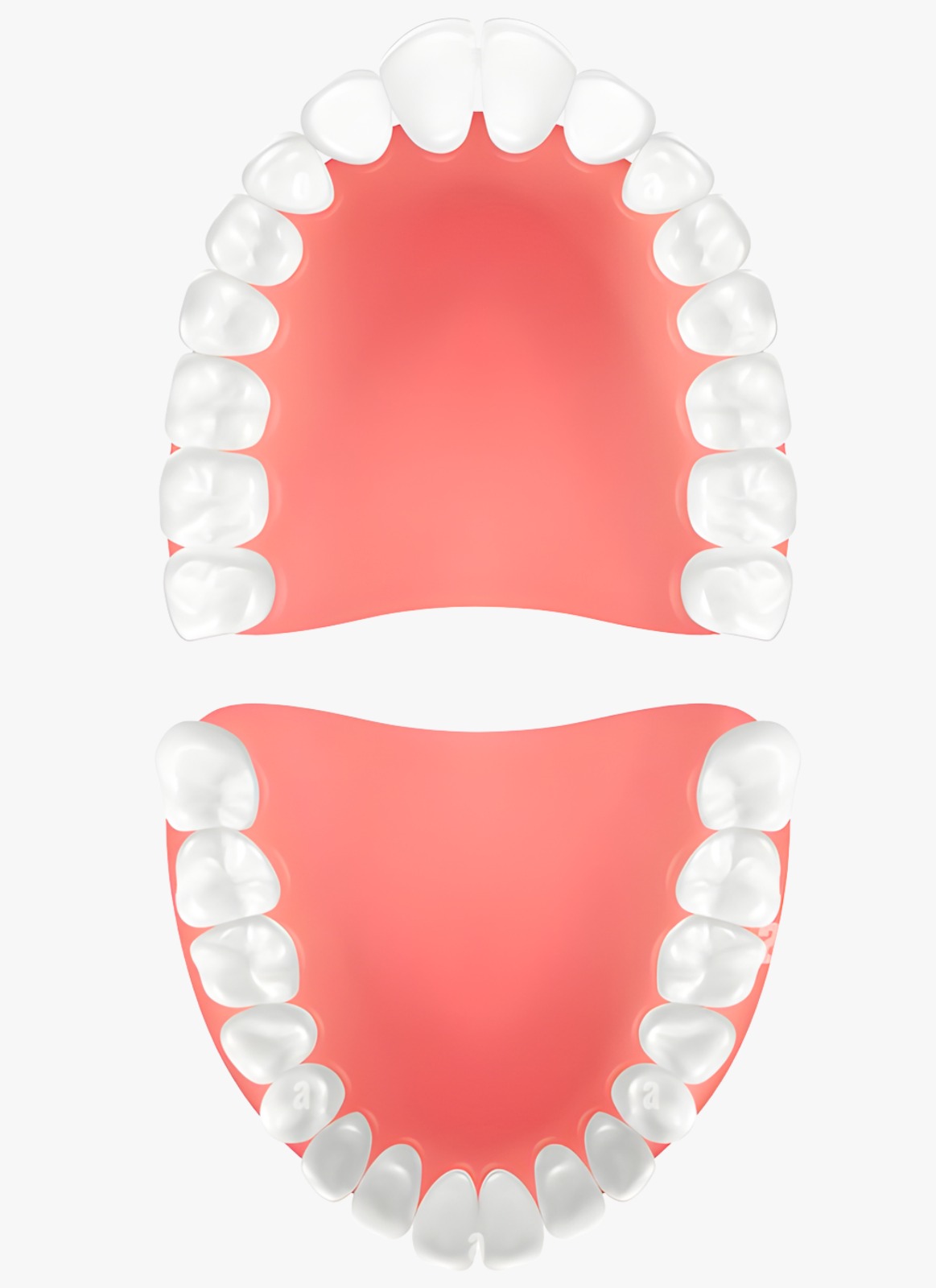 Dental chart reference diagram